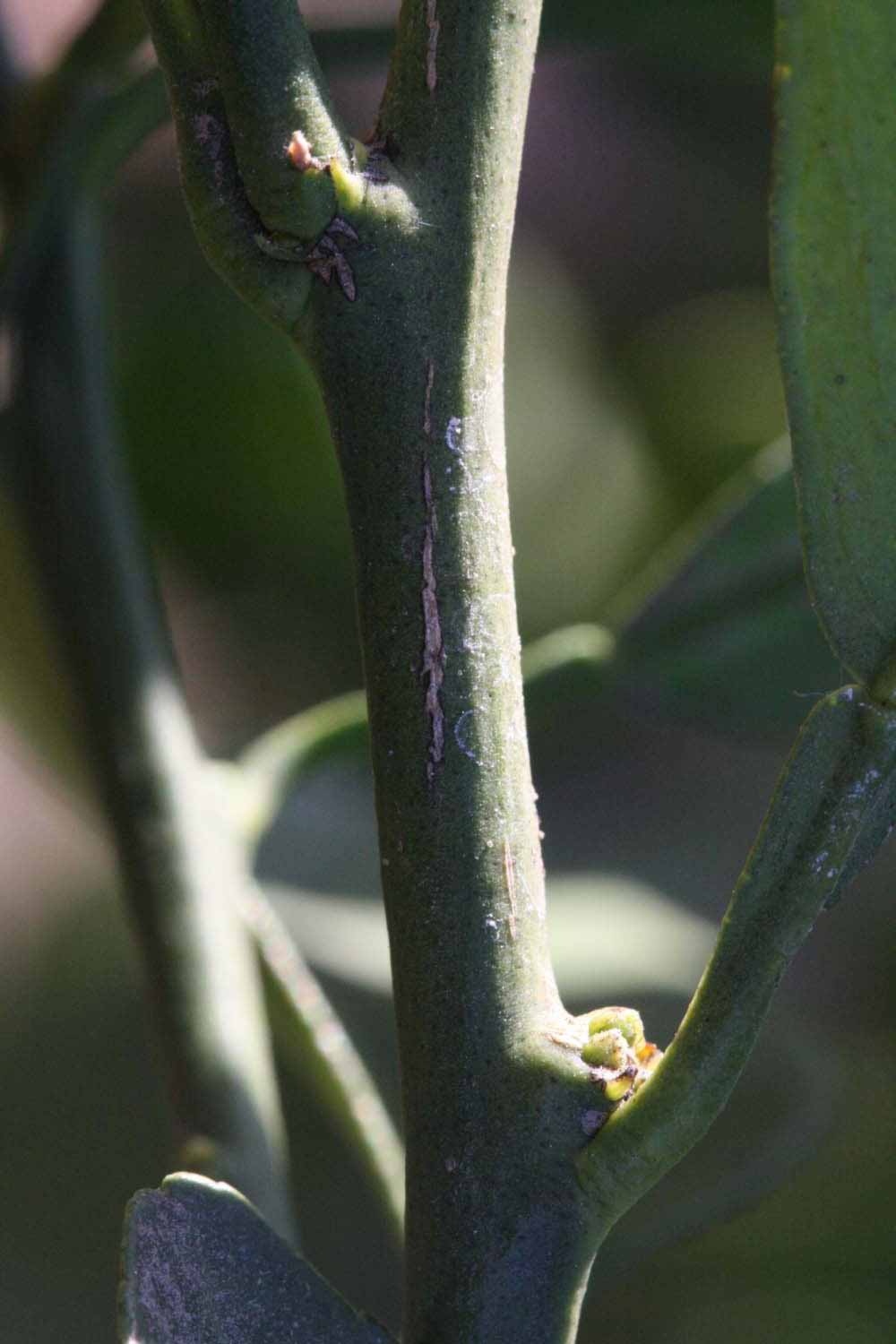              First year twig (Riverside, CA)       